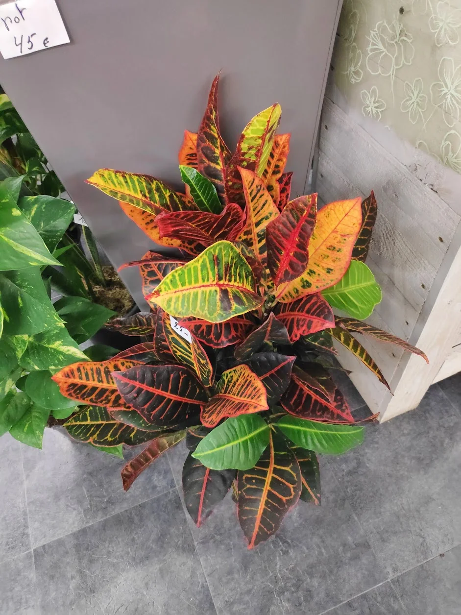 Plant met uitgesproken groene, gele, oranje en rode bladpatronen.